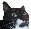 Um emote