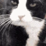 catlick emote