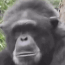 monkeJam animated emote