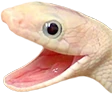 Snakewhite emoji