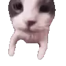 Catkiss emote