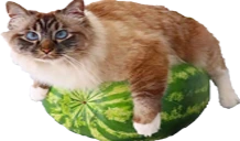 BigFluffyCatOnWatermelon emote