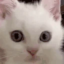Madge emote