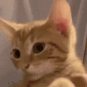 bah emote