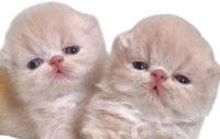 CoupleOfTupids emote