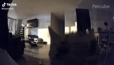 Flash emote