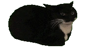 spinning_cat emoji