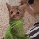 purrito animated emote