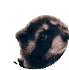 pedro_racoon emoji