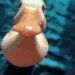 duck emote