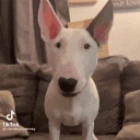 attack emote
