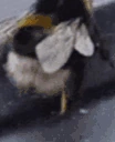 BUGSHAKER emote