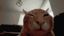 buhSquish emote
