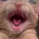 WAA emote