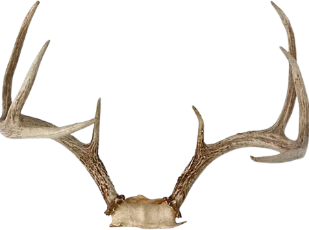 antlers emote