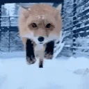 nom emote