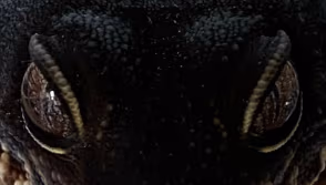 LeopardGeckoBlackNightEyes emote