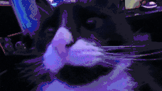 bonbon animated emote