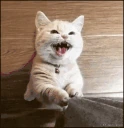 catPlease emote