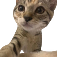 cat_selfie emote