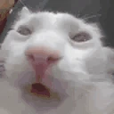 funnywhitecat3 emoji
