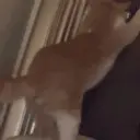catTwerk emote
