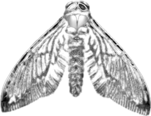 goth_skullmoth emote