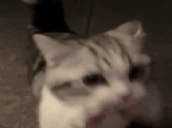 gib emote
