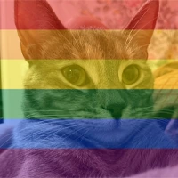 gaysunny emote