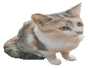 Zoominglala emote