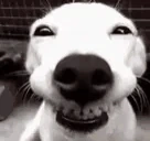HAPPEEEE emote