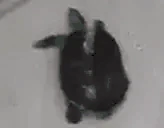 TurtleDance emoji