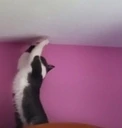 JacStretch emote
