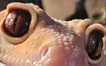 MrManGeckoEYES emote