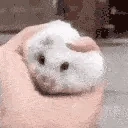 hamsterSquish emoji
