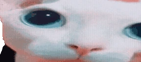 bingusPlink emote