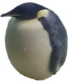 Pemguin emote