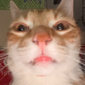 miitolou avatar