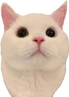 ethan emote
