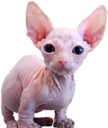 bingletsitting emote