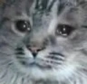 CE_Crine emote