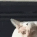 BrorEblan emote