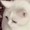 catGAG emote