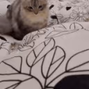 CE_Catjump emote