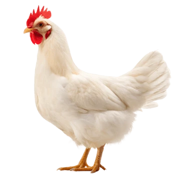 Pollo emote