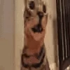Discombobulater emote