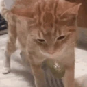 CE_CatPuking2 emoji