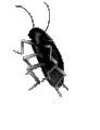 BlackRoach emote