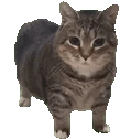 ooiiaa emote