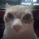 porno emote